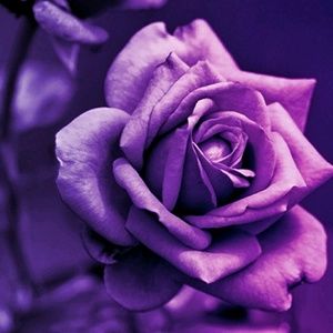 Meet your Posher, Sophilia